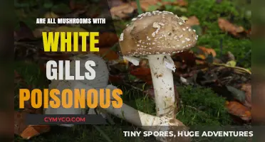 Exploring the Myth: Are All Mushrooms with White Gills Poisonous?