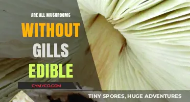 Exploring Edibility: A Guide to Gill-less Mushrooms