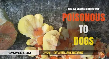 Are All Orange Mushrooms Poisonous to Dogs? A Comprehensive Guide