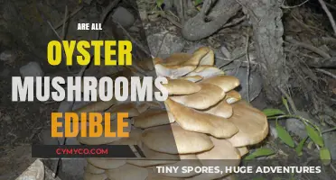 Are All Oyster Mushrooms Edible? A Comprehensive Guide to Safety