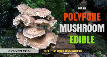Exploring Edibility: A Guide to Polypore Mushrooms