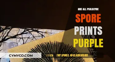 Exploring the Myth: Are All Psilocybe Spore Prints Really Purple?