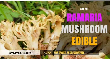 Exploring the Edibility of Ramaria Mushrooms: A Comprehensive Guide