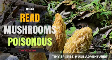 Exploring the Edibility of Wild Mushrooms: Are They All Poisonous?