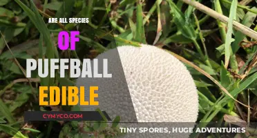Are All Puffball Species Safe to Eat? A Fungal Food Guide