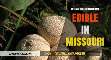 Exploring Missouri's Woodlands: A Guide to Edible Tree Mushrooms
