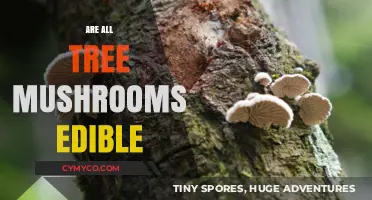 Exploring the Edibility of Tree Mushrooms: A Comprehensive Guide