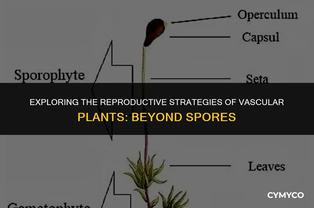 are all vascular plants spores