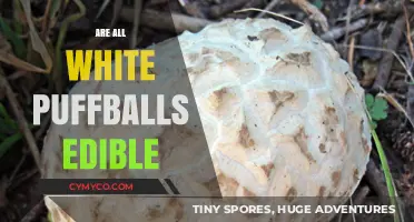 Are All White Puffballs Edible? A Forager's Guide to Safety