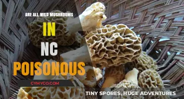 Exploring North Carolina's Wild Mushrooms: Poisonous or Safe?