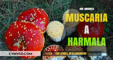 Exploring the Effects and Safety of Amanita Muscaria and Harmala