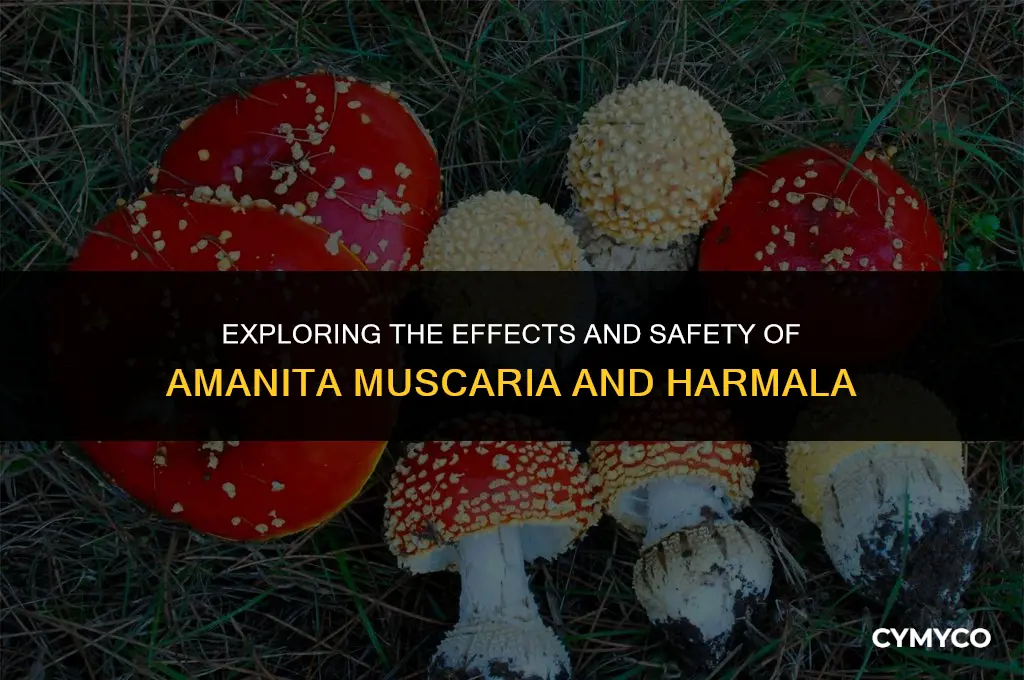 are amanita muscaria a harmala