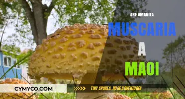 Exploring the Psychedelic Realm: Amanita Muscaria and MAOIs