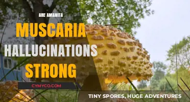 Exploring the Potency of Amanita Muscaria Hallucinations