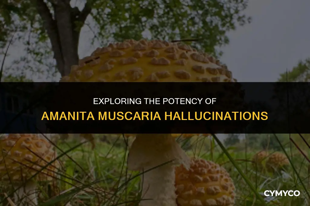are amanita muscaria hallucinations strong