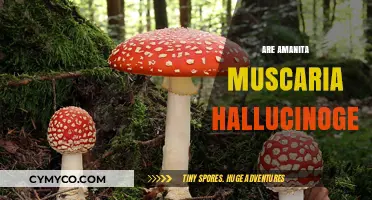 Exploring the Hallucinogenic Properties of Amanita Muscaria Mushrooms