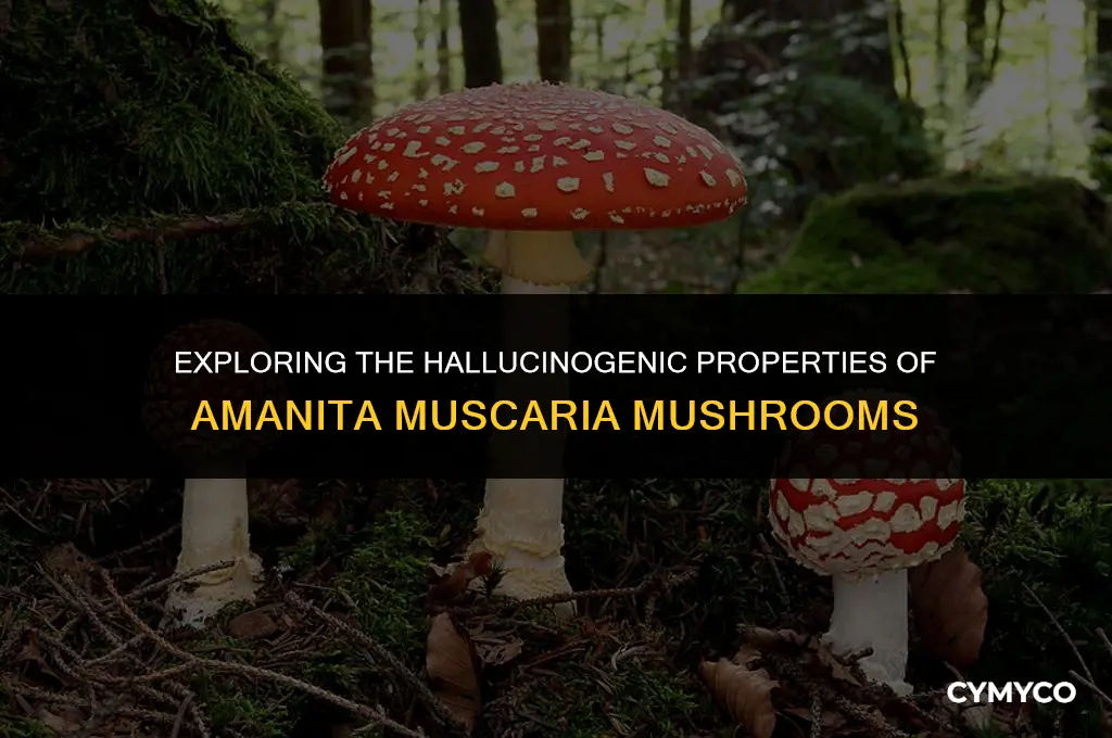 are amanita muscaria hallucinogenic