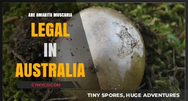 Exploring the Legal Status of Amanita Muscaria in Australia