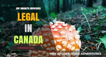 Exploring the Legal Status of Amanita Muscaria in Canada