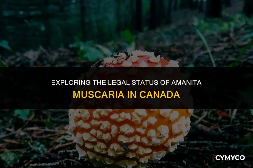 are amanita muscaria legal in canada