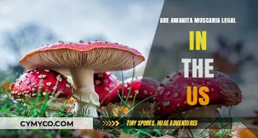 Exploring the Legal Status of Amanita Muscaria in the United States