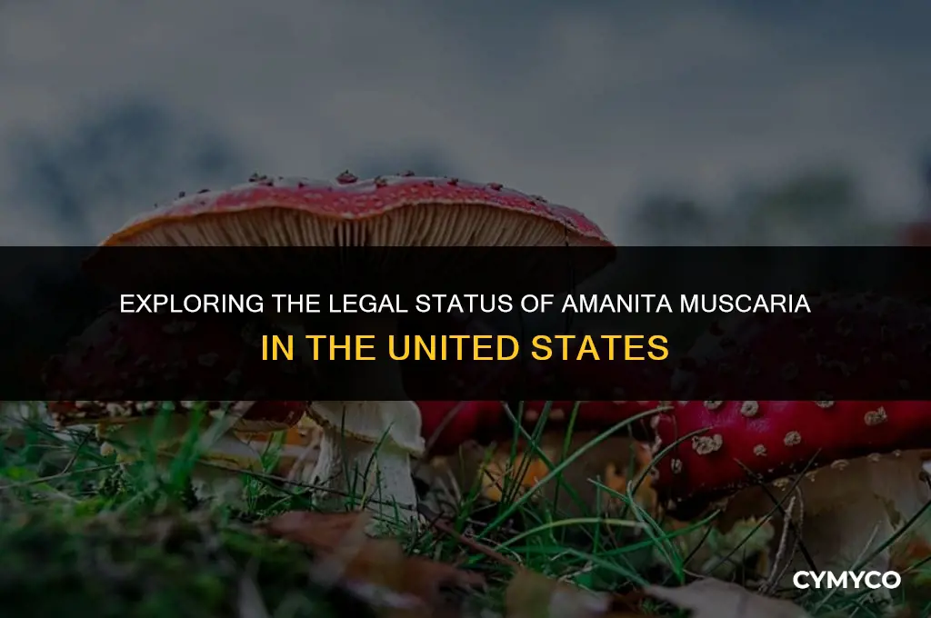 are amanita muscaria legal in the us