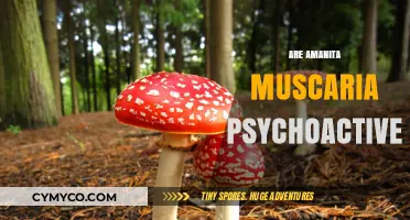 Exploring the Psychoactive Properties of Amanita Muscaria: Facts and Myths