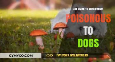 Amanita Mushrooms: A Toxic Threat to Our Canine Companions