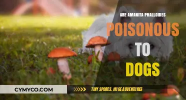 Amanita Phalloides: A Deadly Threat to Canines