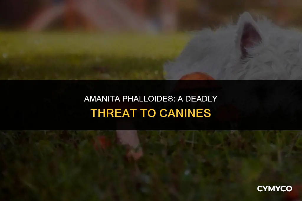 are amanita phalloides poisonous to dogs