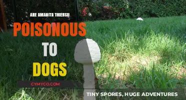 Amanita Thiersii: A Toxic Threat to Canines or Just a Myth?