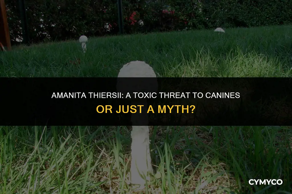 are amanita thiersii poisonous to dogs
