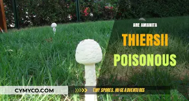 Exploring the Toxicity of Amanita Thiersii: Are They Poisonous?