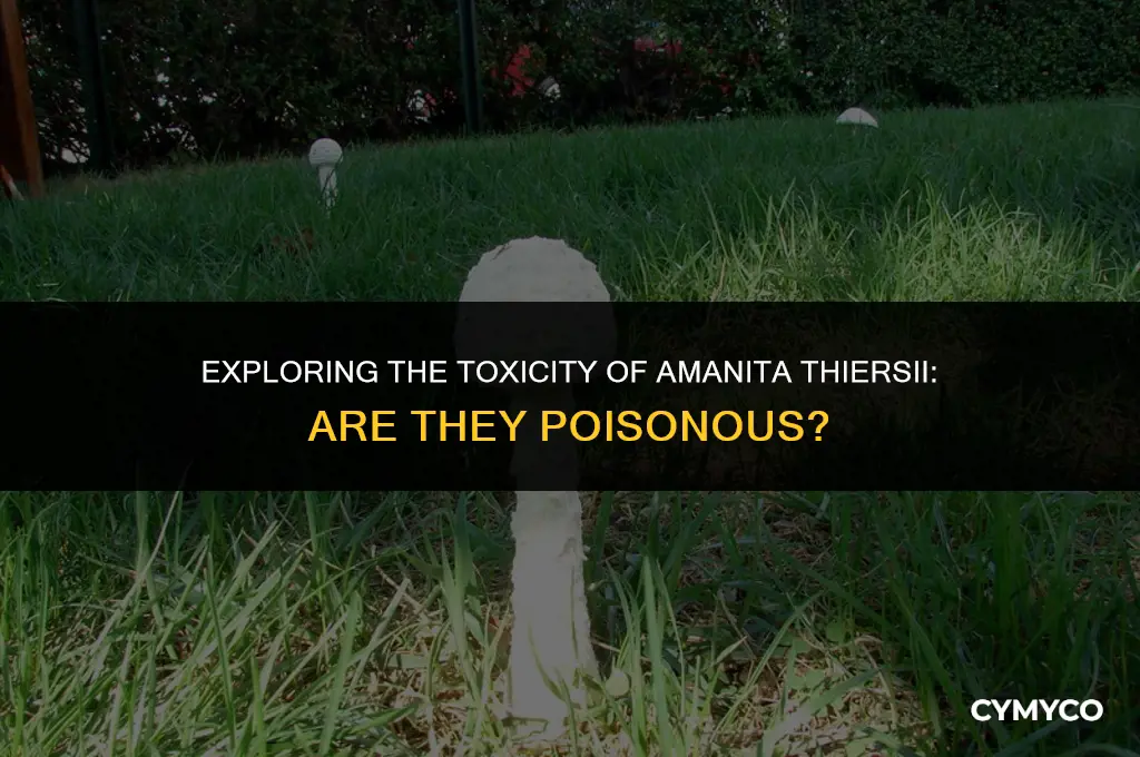 are amanita thiersii poisonous
