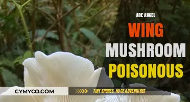 Exploring the Edibility of Angel Wing Mushrooms: A Comprehensive Guide