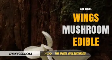 Are Angel Wings Mushrooms Edible? A Comprehensive Guide to Safety