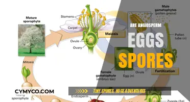 Exploring the Reproductive Strategies of Angiosperms: Eggs vs. Spores