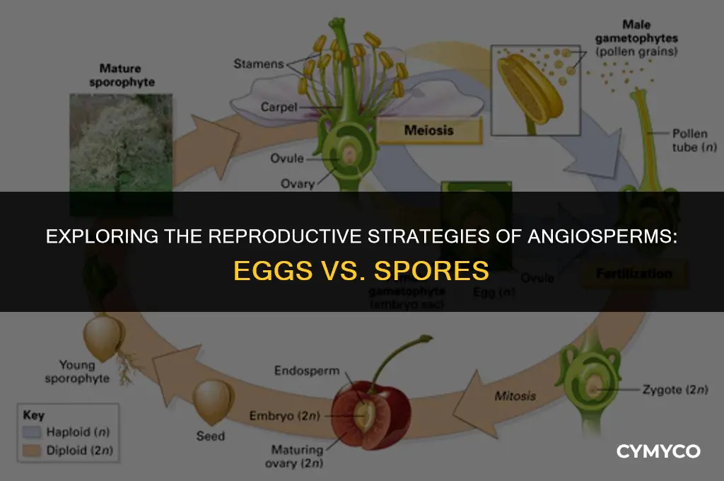 are angiosperm eggs spores