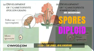 Exploring the Diploid Nature of Angiosperm Spores: A Botanical Insight