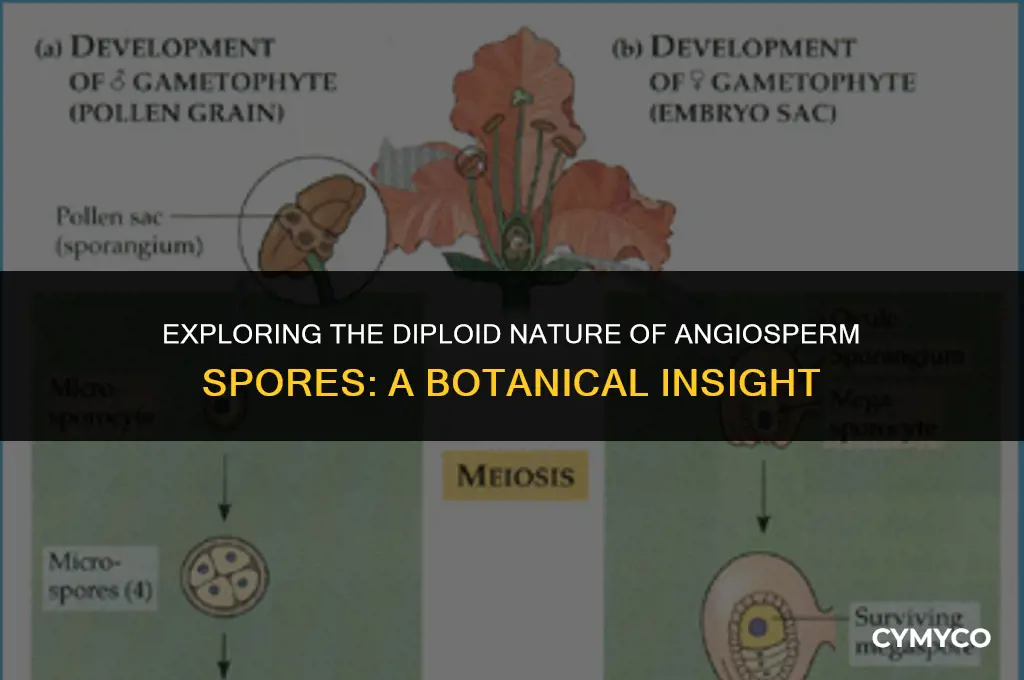 are angiosperms spores diploid