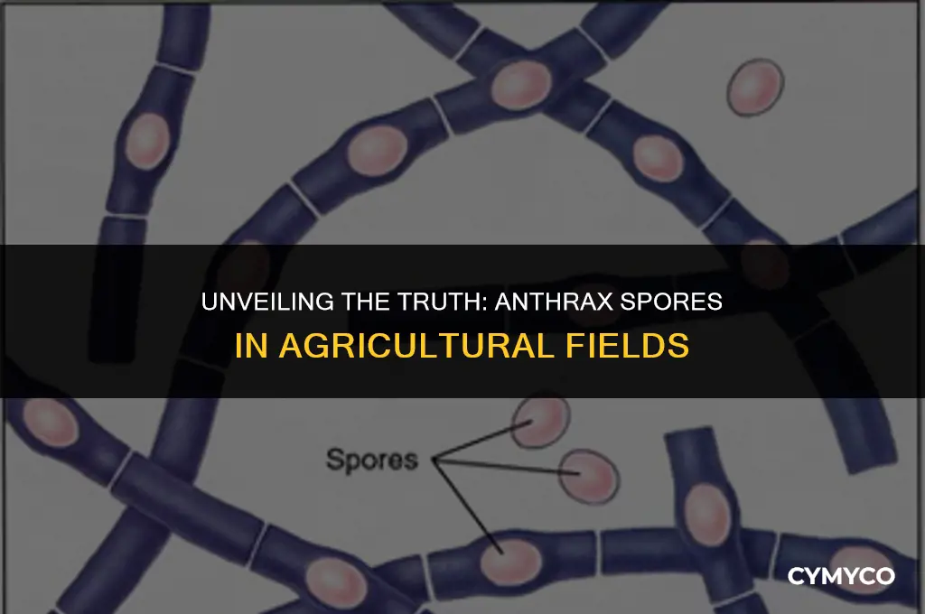 are anthrax spores found in fields