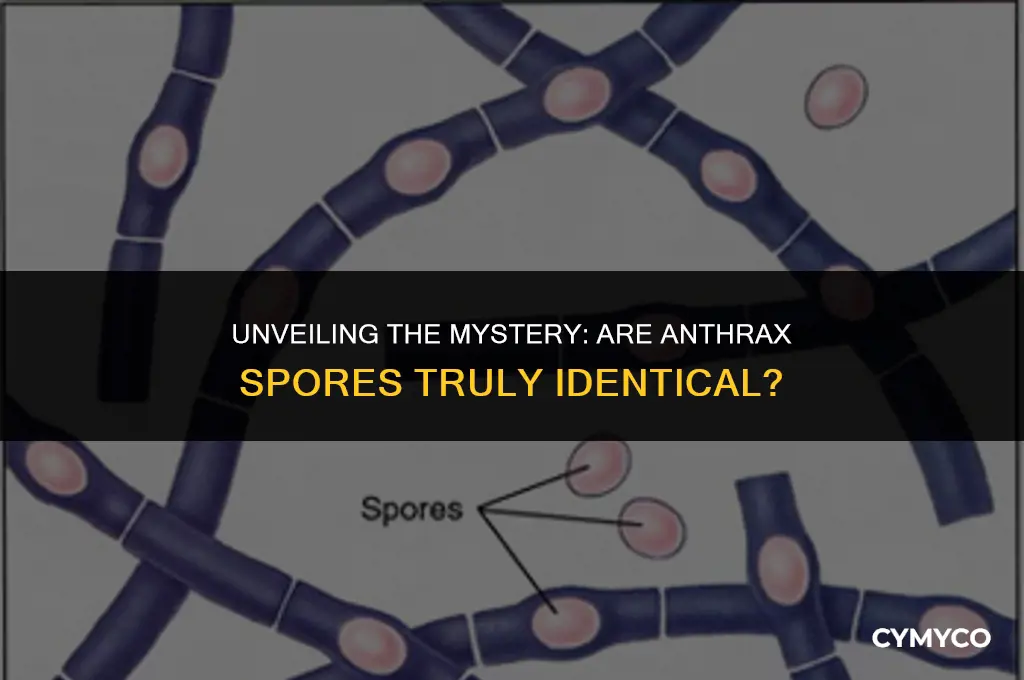 are anthrax spores usually identical