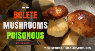 Exploring the Edibility of Bolete Mushrooms: A Guide to Safe Foraging