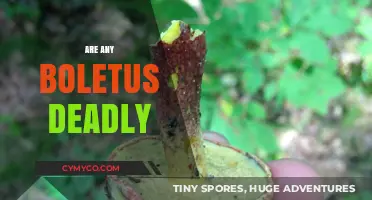 Exploring the Fatality of Boletus Mushrooms: A Comprehensive Guide