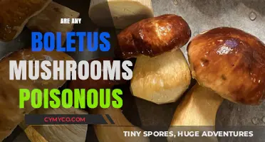 Exploring the Edibility of Boletus Mushrooms: A Guide to Safe Foraging