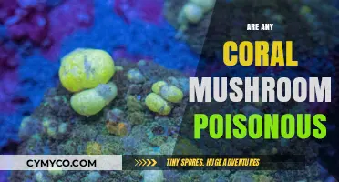 Exploring the Toxicity of Coral Mushrooms: A Comprehensive Guide