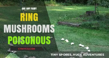 Exploring the Enchantment and Danger of Fairy Ring Mushrooms