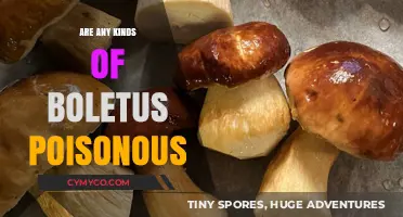 Exploring the Edibility of Boletus Mushrooms: A Comprehensive Guide