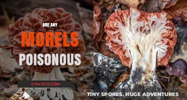 Exploring the Edibility of Morels: Are Any Varieties Poisonous?