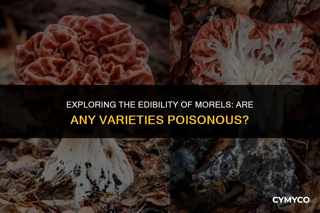 are any morels poisonous